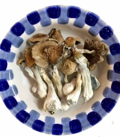 Blue Meanie Magic Mushrooms
