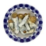 Penis Envy Magic Mushrooms