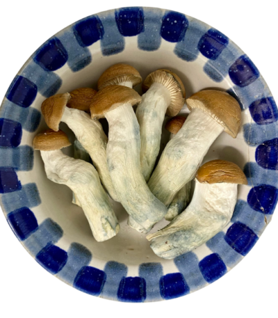 Premium Code Blue Magic Mushrooms