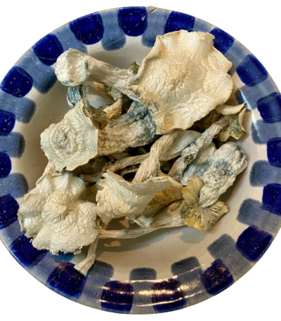 Jack Frost Magic Mushrooms