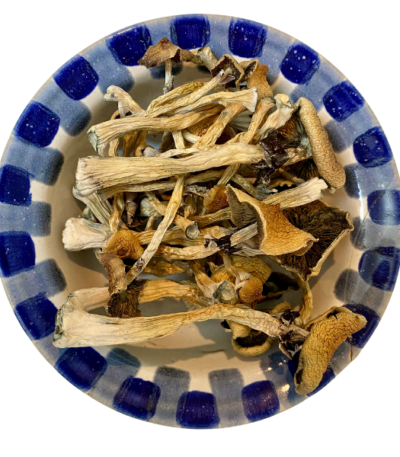 Aztec God Magic Mushrooms