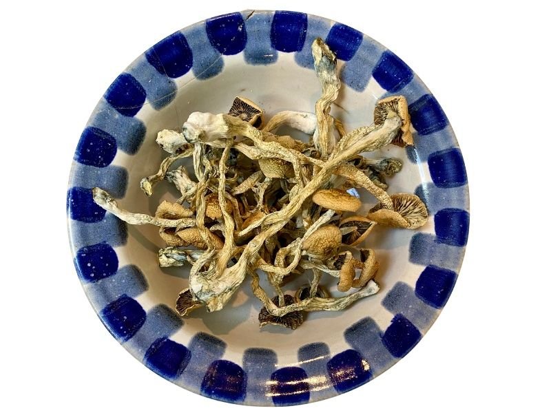 Amazon Magic Mushrooms Amazon Magic Mushrooms