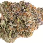 Cherry Lato Strain