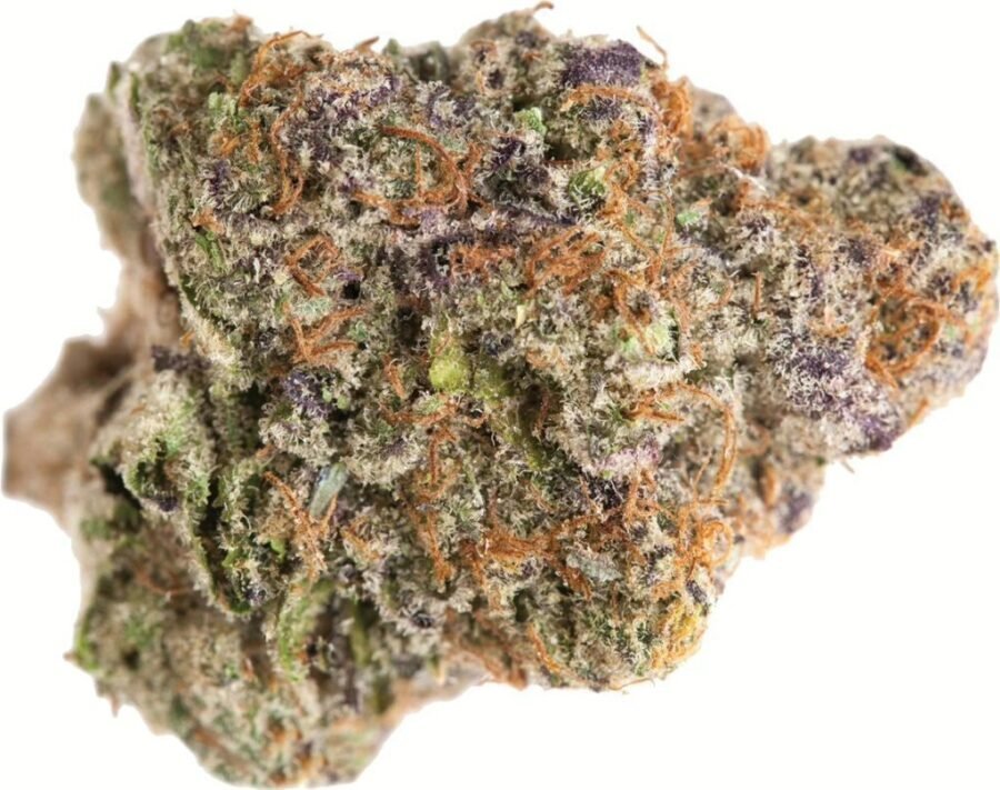 Cherry Lato Strain | Smart Buds Coffee Shop Cherry Lato Strain - Image 1