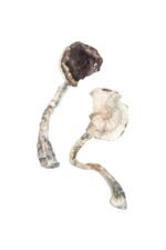 Albino A+ Magic Mushrooms – Premium Psychedelic Experience