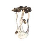 Albino A+ Magic Mushrooms – Premium Psychedelic Experience