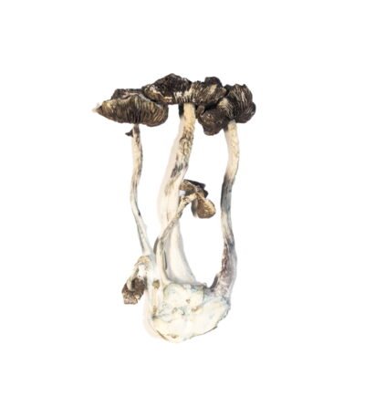 Albino A+ Magic Mushrooms – Premium Psychedelic Experience