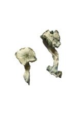 Albino Cambodians Magic Mushrooms for Mindful Journeys