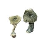 Albino Cambodians Magic Mushrooms for Mindful Journeys