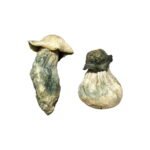 Albino Penis Envy Magic Mushrooms Online