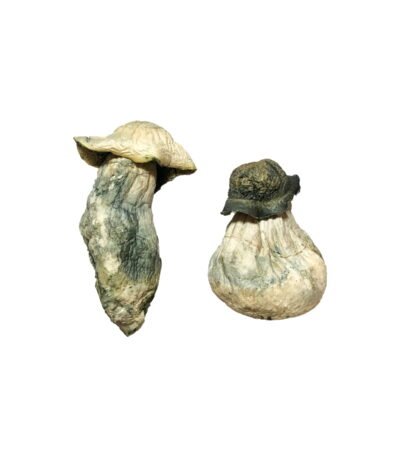 Albino Penis Envy Magic Mushrooms Online