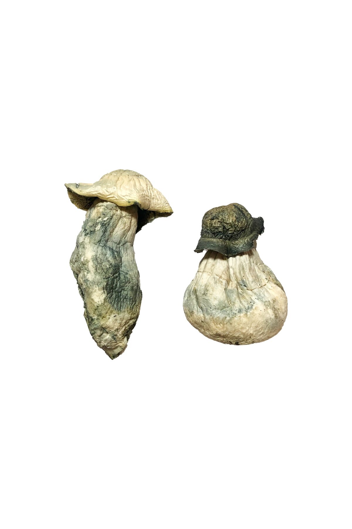 Albino Penis Envy Magic Mushrooms Online Albino Penis Envy Magic Mushrooms Online