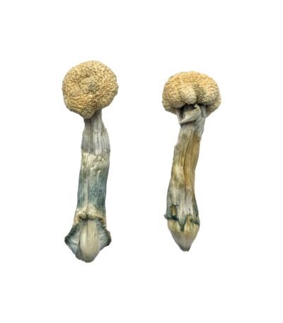 Albino Treasure Coast Magic Mushrooms – Premium Psychedelic Experience