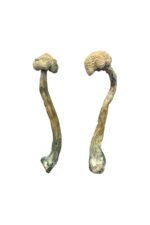 Albino Treasure Coast Magic Mushrooms – Premium Psychedelic Experience