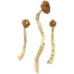 Arenal Volcano Magic Mushrooms Experience