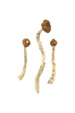 Arenal Volcano Magic Mushrooms Experience