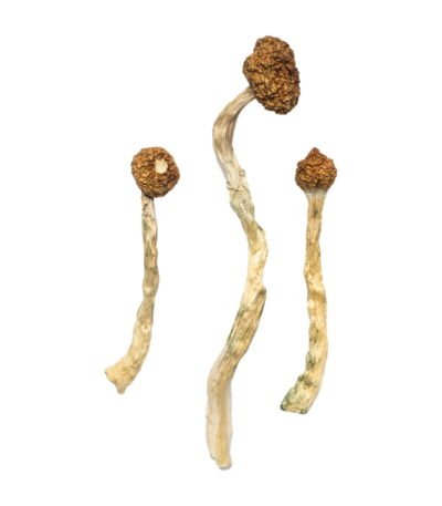 Arenal Volcano Magic Mushrooms Experience