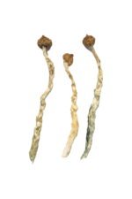 Arenal Volcano Magic Mushrooms Experience