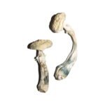 Avery’s Albino Magic Mushrooms Online
