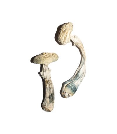 Avery’s Albino Magic Mushrooms Online