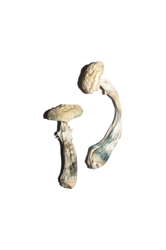 Avery’s Albino Magic Mushrooms Online