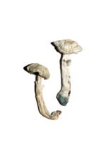 Avery’s Albino Magic Mushrooms Online