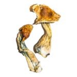 High-Quality B+ Magic Mushrooms Online – Psychedelic Dispensary