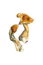 High-Quality B+ Magic Mushrooms Online – Psychedelic Dispensary
