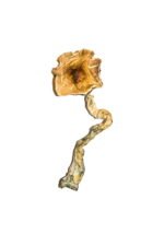 High-Quality B+ Magic Mushrooms Online – Psychedelic Dispensary