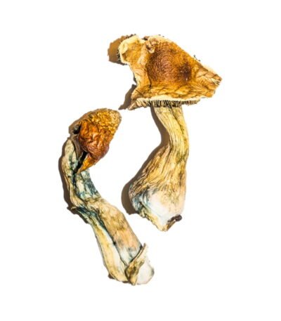 High-Quality B+ Magic Mushrooms Online – Psychedelic Dispensary