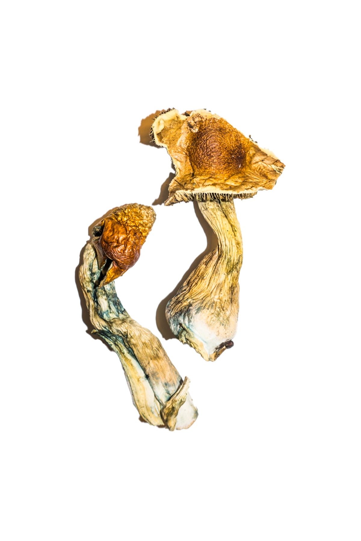 High-Quality B+ Magic Mushrooms Online – Psychedelic Dispensary High-Quality B+ Magic Mushrooms Online – Psychedelic Dispensary