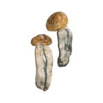 Big Mex Magic Mushrooms Online