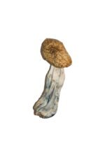 Big Mex Magic Mushrooms Online