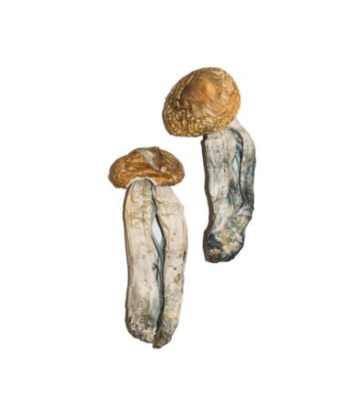 Big Mex Magic Mushrooms Online