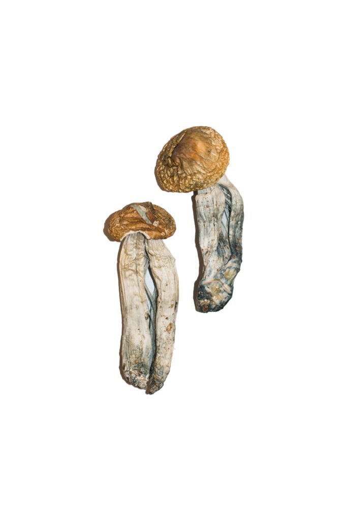 Big Mex Magic Mushrooms Online
