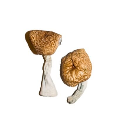Burmese Magic Mushrooms