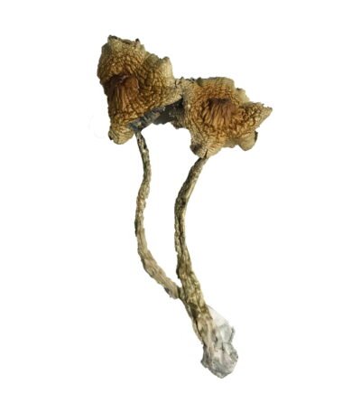 Cambodian Magic Mushrooms