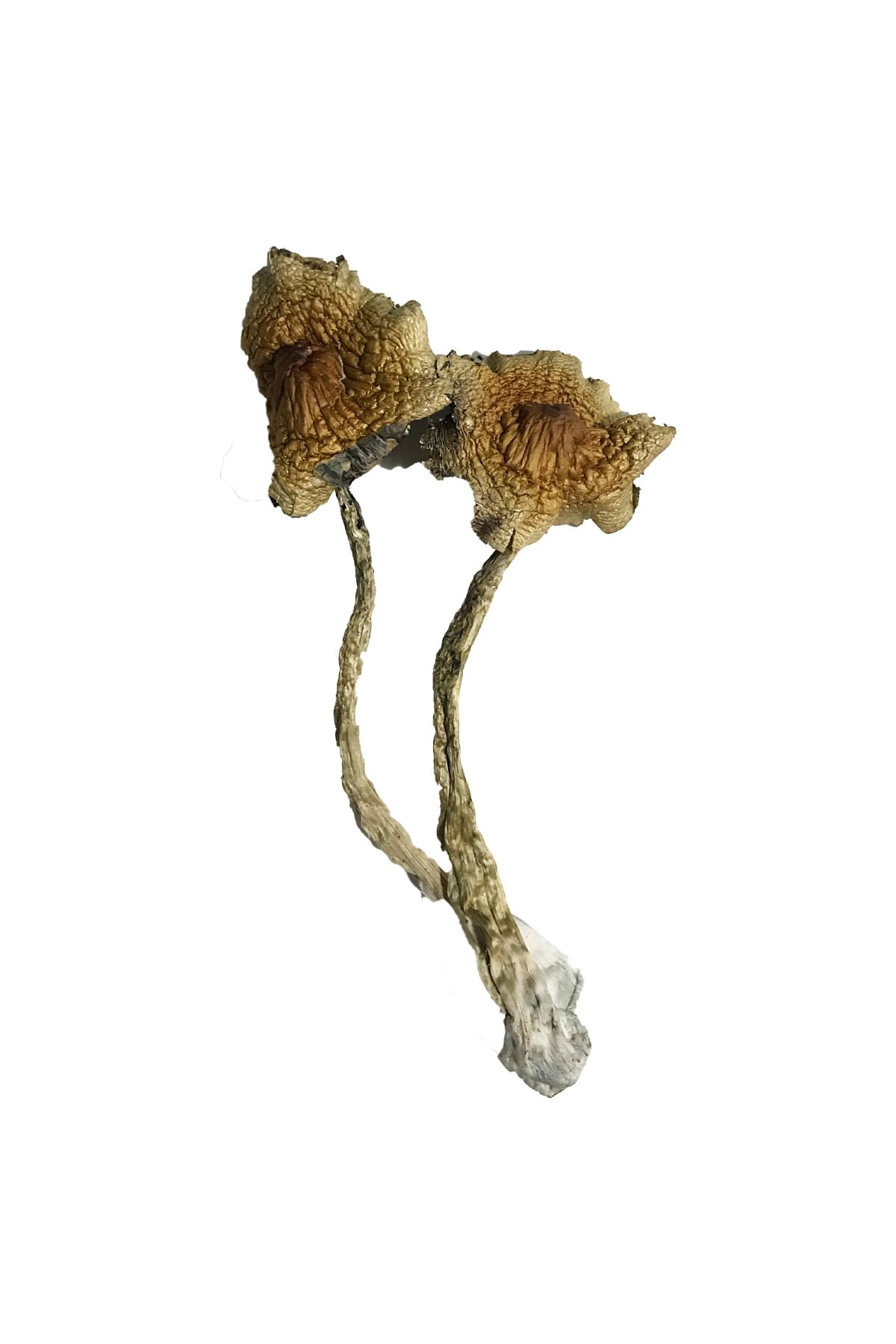 Cambodian Magic Mushrooms Cambodian Magic Mushrooms