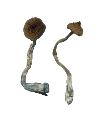 Costa Rican Magic Mushrooms