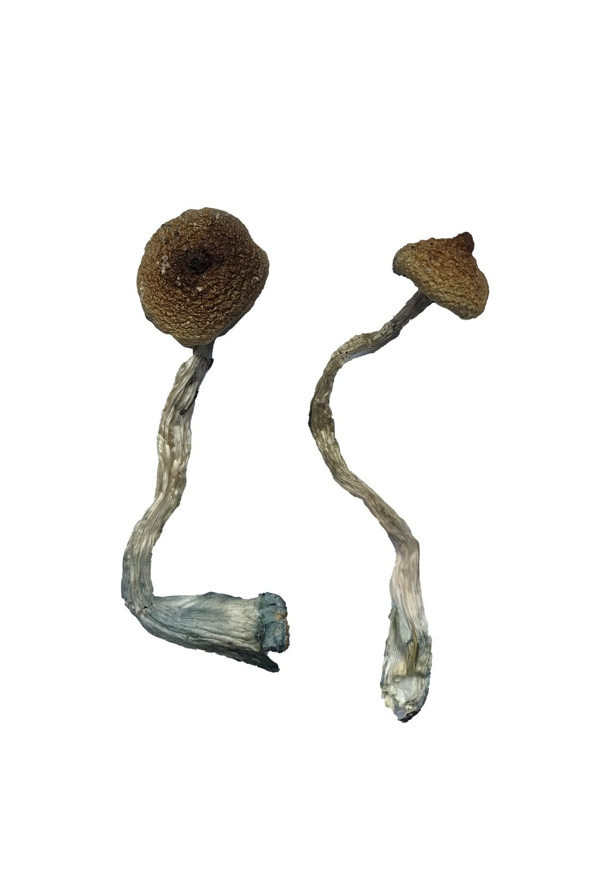 Costa Rican Magic Mushrooms Costa Rican Magic Mushrooms