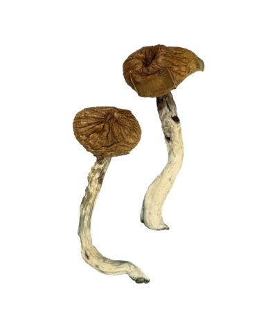 Dancing Tiger Magic Mushrooms – Explore Psychedelic Bliss