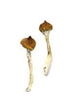 Dancing Tiger Magic Mushrooms – Explore Psychedelic Bliss