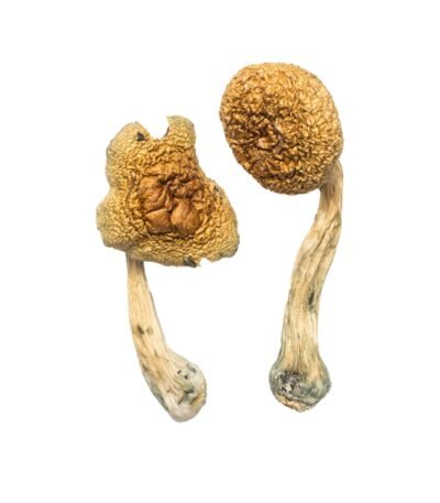 Golden Mammoth Magic Mushrooms