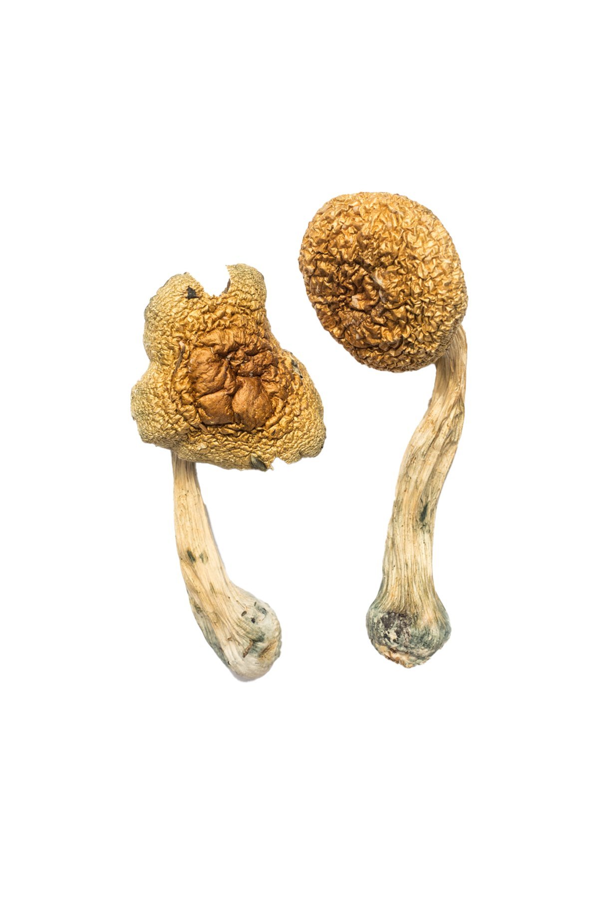 Golden Mammoth Magic Mushrooms Golden Mammoth Magic Mushrooms