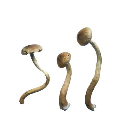 Golden Teacher Special Magic Mushrooms