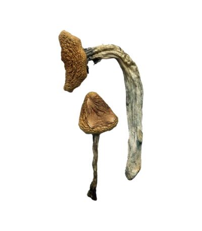 Jedi Mind Fuck Magic Mushrooms