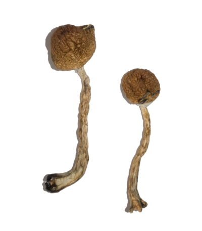 Malabar Magic Mushrooms
