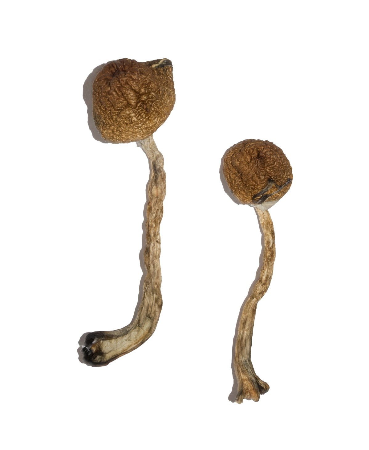 Malabar Magic Mushrooms Malabar Magic Mushrooms