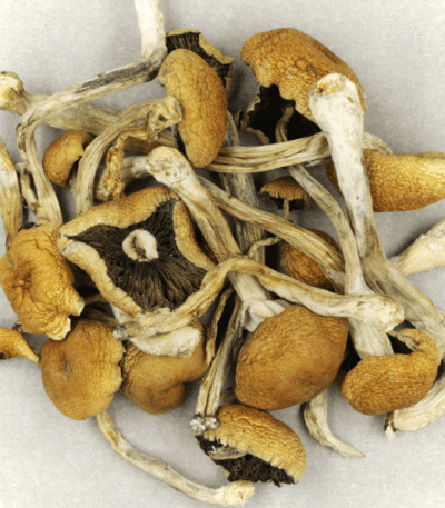 Brazilian Magic Mushrooms