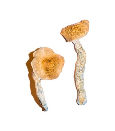 Transkei Magic Mushrooms